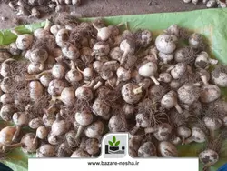 پیاز موسیر کوهی - بازارنشا 22 اسفند