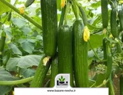 بذر خیار فریال - بازارنشا 22 اسفند
