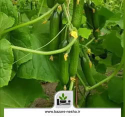 بذر خیار فریال - بازارنشا 22 اسفند