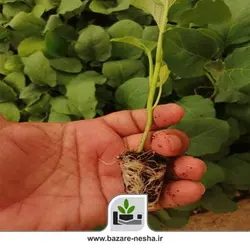 نشا بادمجان کلش - بازارنشا 22 اسفند