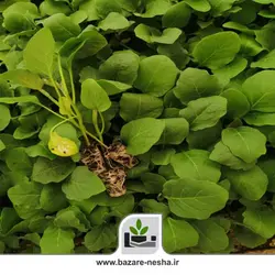 نشا بادمجان شانتال - بازارنشا 22 اسفند
