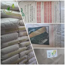 بذر ذرت هیبرید سینگل کراس 704 مغان (علوفه ای)