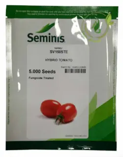 بذر گوجه فرنگی هیبرید 1585 سمینس رقم زودرس گوجه تخم مرغی شکل بذر گوجه فرنگی