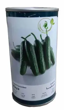 بذر خیار هیبرید مایا فلات خیار مایا حیار مایا فلات بذر خیار بذر هیبرید خیار