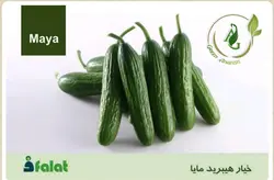 بذر خیار هیبرید مایا فلات خیار مایا حیار مایا فلات بذر خیار بذر هیبرید خیار