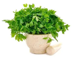 بذر سبزی جعفری و نحوه کاشت آن