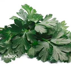 بذر سبزی جعفری و نحوه کاشت آن