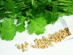 بذر گشنیز و نحوه کاشت آن