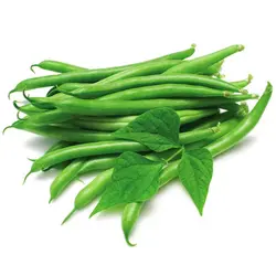 خرید بذر لوبیا سبز