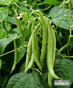 خرید بذر لوبیا سبز