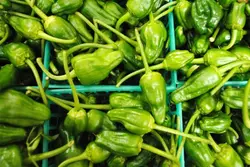 بذر فلفل ریز شیرین و نحوه کاشت آن