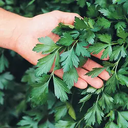 بذر جعفری برگ پهن ایتالیایی Italian Giant Parsley