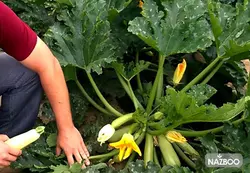 بذر کدو خورشتی هیبرید F1 هلندی