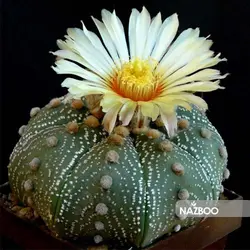 بذر کاکتوس آستروفیتوم آستریاس دکمه ای و نحوه کاشت آن