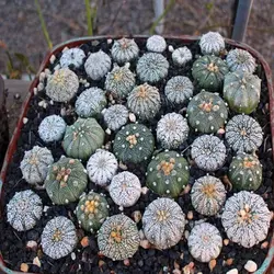 بذر کاکتوس آستروفیتوم آستریاس میکس و نحوه کاشت آن