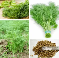 بذر گیاه دارویی رازیانه یا سبزی فنل