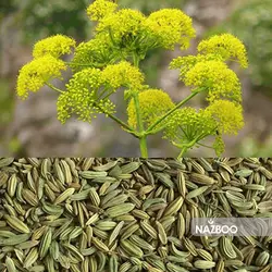 بذر گیاه دارویی رازیانه یا سبزی فنل