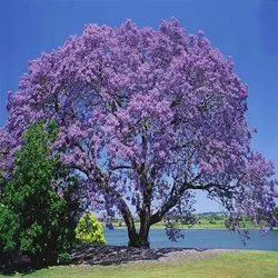 خرید بذر پالونیا شن تونگ