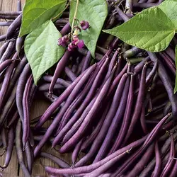 خرید بذر لوبیا کارمینات