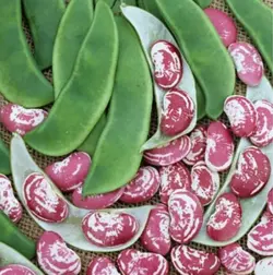 خرید بذر لوبیا لیما کریسمس