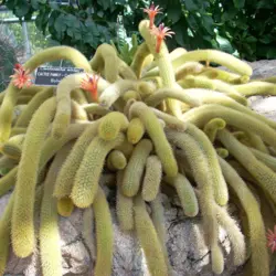 بذر کاکتوس کلیستو کاکتوس سامایپاتانوس - نازبو | پایگاه اطلاع رسانی گل و گیاه و لوازم وابسته