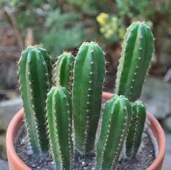 خرید بذر کاکتوس تریکوسرئوس