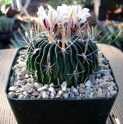 فروش بذر کاکتوس اچینو فوسالو