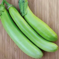 بذر بادمجان سبز قلمی