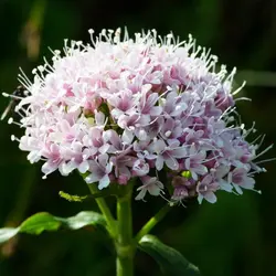 خرید بذر سنبل الطیب