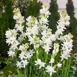 پیاز گل مریم درشت معطر - نازبو | پایگاه اطلاع رسانی گل و گیاه و لوازم وابسته