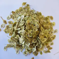 خرید گلپر 100 گرمی - عطاری آنلاین حکیم باشیم