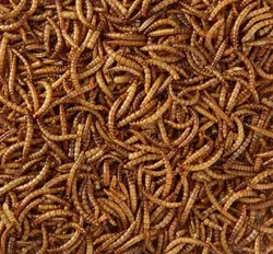 کرم میل ورم mealworm