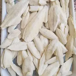 کف دریا