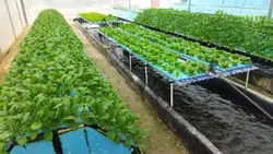 قفسه گلخانه ای لوله و اتصالات - قفسه و رگال میزان کاران