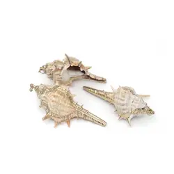 خرید صدف طبیعی کد 3 - فروشگاه صافی خیرخواه