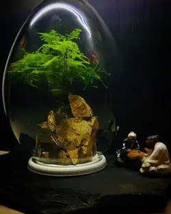 تراریوم صخره ایی