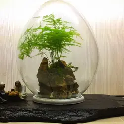 تراریوم صخره ایی