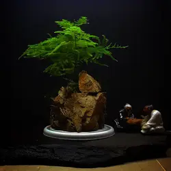 تراریوم صخره ایی