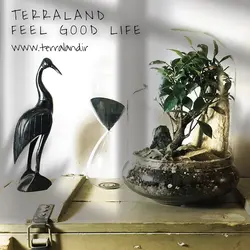 تراریوم بونسای فیکوس رتوزا