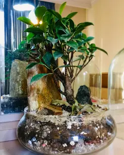 تراریوم بونسای فیکوس رتوزا