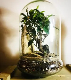 تراریوم بونسای فیکوس رتوزا