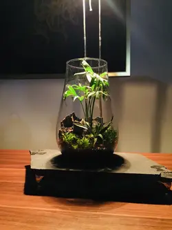 تراریوم استوایی