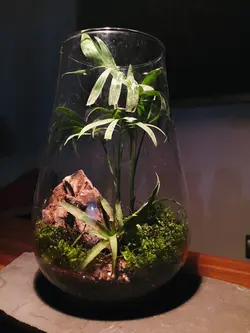 تراریوم استوایی