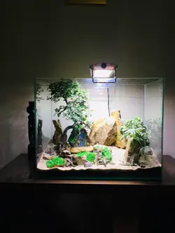 تراریوم بونسای نارون طرح کلبه جنگلی