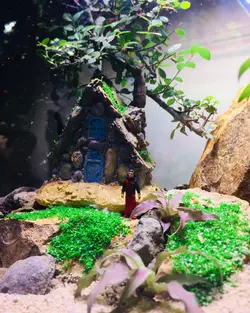 تراریوم بونسای نارون طرح کلبه جنگلی