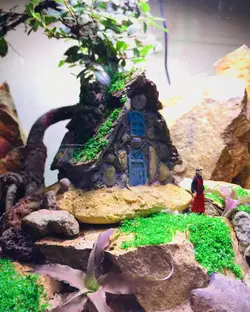 تراریوم بونسای نارون طرح کلبه جنگلی