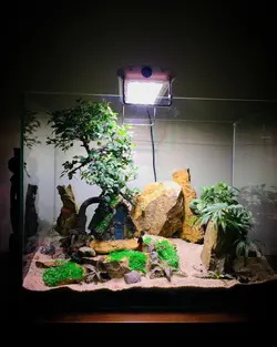 تراریوم بونسای نارون طرح کلبه جنگلی