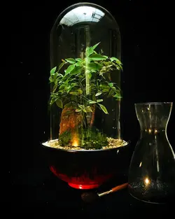 تراریوم پیش بونسای ناندینا