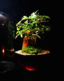 تراریوم پیش بونسای ناندینا