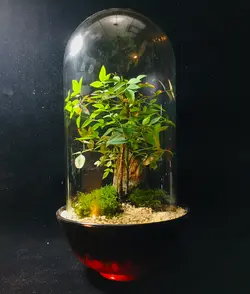 تراریوم پیش بونسای ناندینا